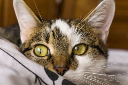 Cat home portraitの写真素材