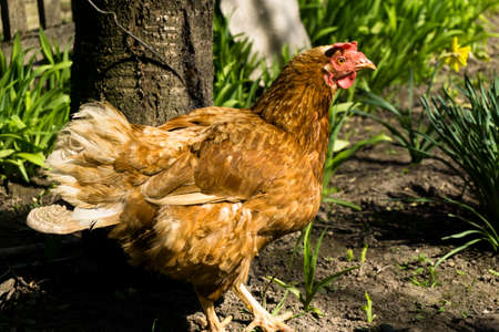 Chiken in the gardenの写真素材