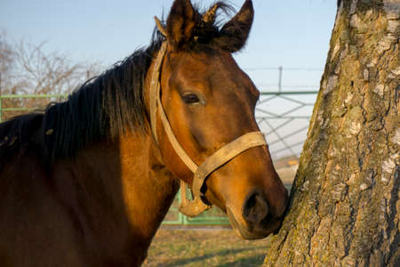 A brown horse in the forestの写真素材