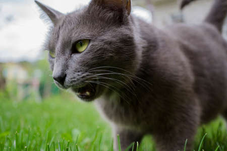 Wild cat and green grassの写真素材