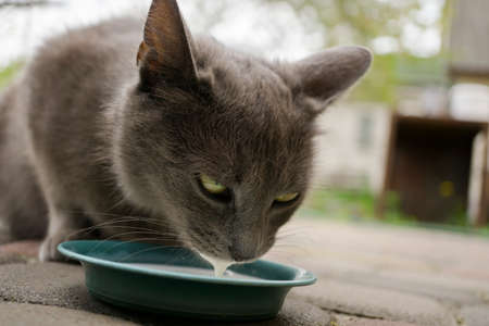 Wild cat and green grassの写真素材