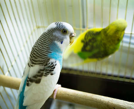 Blue and white parrot in golden cageの写真素材