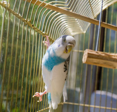 Blue and white parrot in golden cageの写真素材
