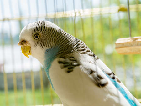 Blue and white parrot in golden cageの写真素材