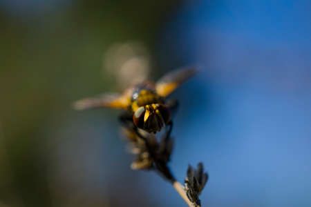 Orange winged beetle like a ladybug on the plantの写真素材