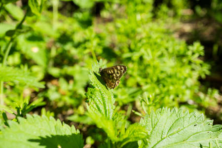 Leopard butterfly on nettle