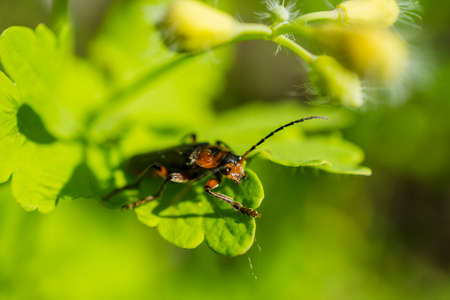 Orange beetle on the green leaves macro photography