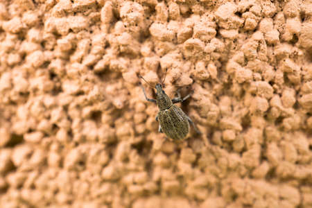 Bug on the wallの写真素材