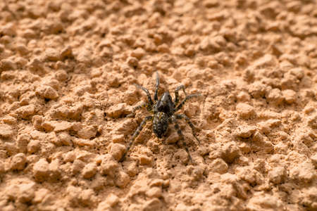 Spider on the wall macroの写真素材
