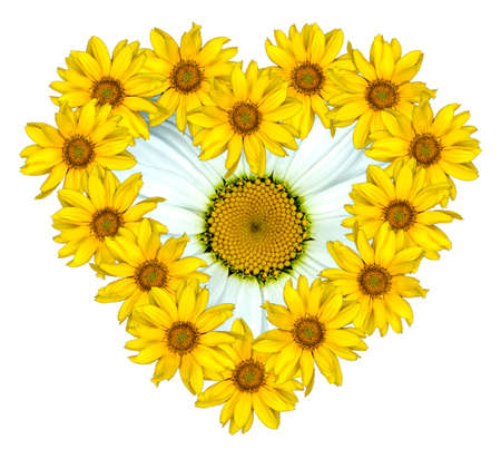 Heart of yellow flowers of decorative sunflowers Helinthus and white daisy flower inside isolated on whiteの写真素材