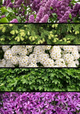 Collage mix of herbs and flowers photoes backgroundの写真素材
