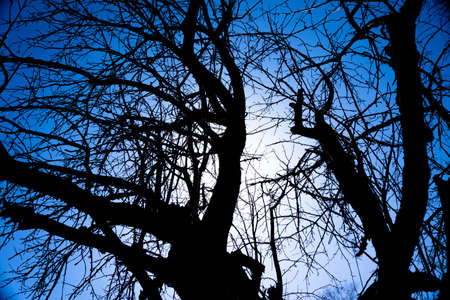 Some trees and blue skyの写真素材