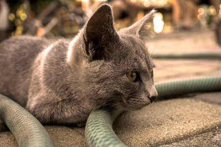 Portrait of grey highbred cat warm filtered