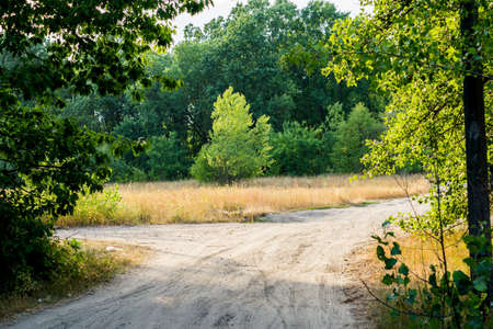 Lighted trail in forest with variety of treesの写真素材