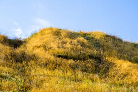 Hill with yellow grass on blue skyの写真素材