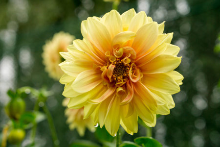 Yellow flower dahlia macro in gardenの写真素材