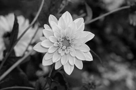 Dahlia flower macro in garden black and whiteの写真素材