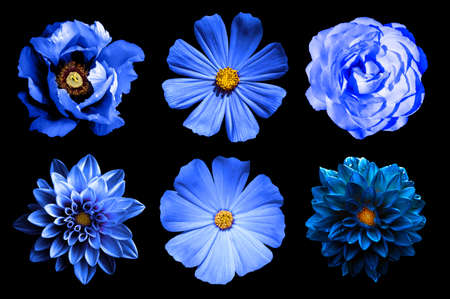 Mix collage of natural and surreal blue flowers 6 in 1: dahlias, primulas, rose and peony isolated...