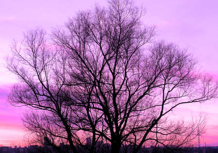 Silhouette of a big old tree on beautiful sunset violet background retro filteredの写真素材