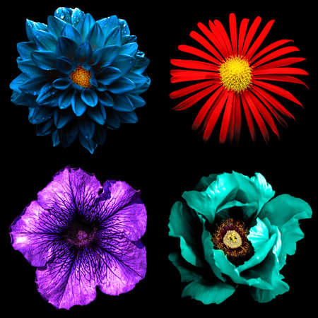 Set of 4 in 1 surreal flowers: red chrysanthemum, violet Althea, blue dahila and cyan peony isolated on blackの写真素材