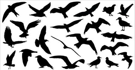 Set of birds silhouettes 23 in 1 on white background. Vector illustrationのイラスト素材