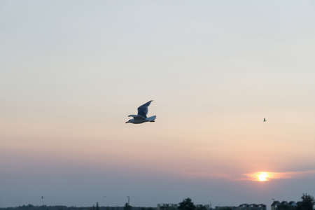 Young seagull flying in blue sky on seaの写真素材