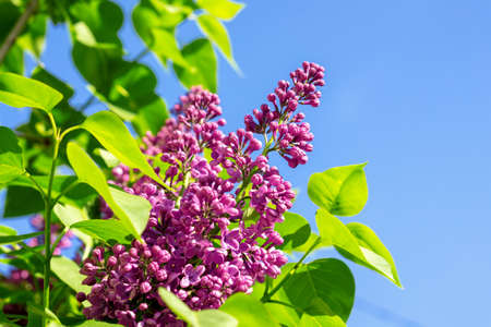 Green branch with spring rose lilac flowers macro photographyの写真素材