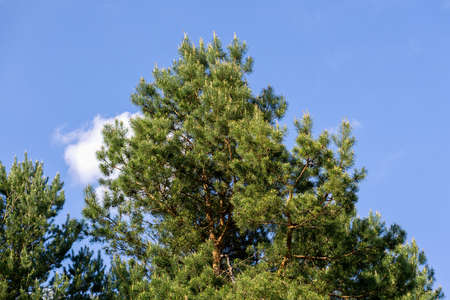 Green tree on blue sky background in the forest