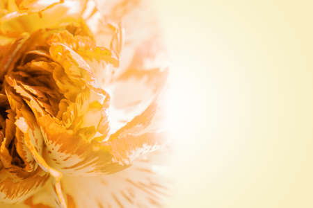 Sweet color petal exotic yellow rose on beige romantic gradient backgroundの写真素材