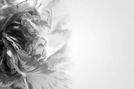 Sweet color petal exotic rose on romantic gradient background black and whiteの写真素材