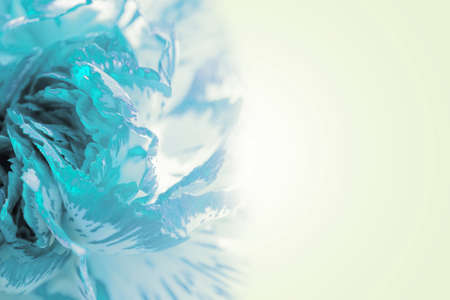 Sweet color petal exotic cyan rose on romantic gradient backgroundの写真素材