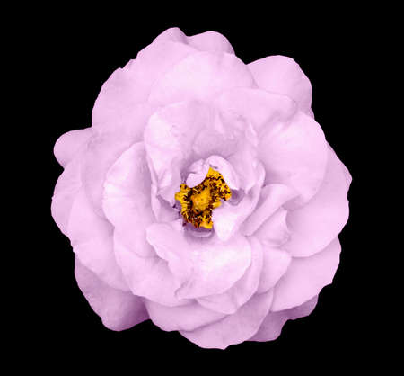 Natural tender pink rose flower isolated on blackの写真素材