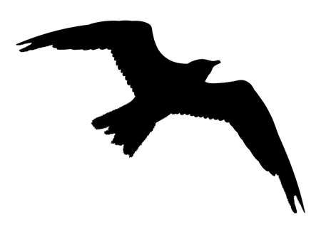 Seagull flying silhouette isolated on white background. Vector illustrationのイラスト素材