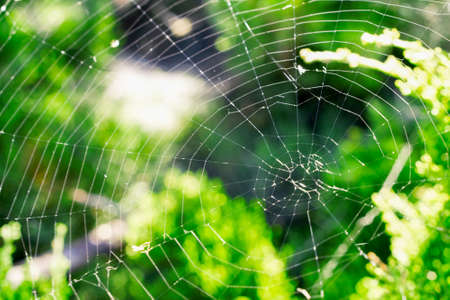 Cobweb on a bush in the forest macro photoの写真素材