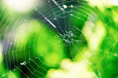 Cobweb on a bush in the forest macro photo
