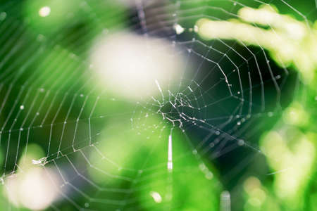 Cobweb on a bush in the forest macro photoの写真素材