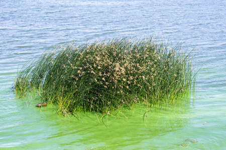Bush of reeds on the river with reflectionsの写真素材