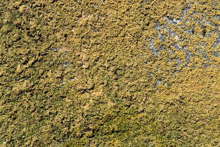Old revetment wall putty macro texture background