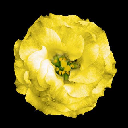Surreal yellow rose flower isolated on black