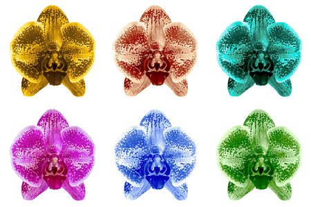 Pack of colored exotic iris flowers macro isolated on whiteの写真素材