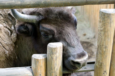 Portrait of a big buffalo in the paddockの写真素材