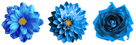 3 surreal exotic high quality blue flowers macro isolated on white. Greeting card objects for anniversary, wedding, mothers and womens day designの写真素材