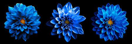 3 surreal exotic high quality blue flowers macro isolated on black. Greeting card objects for anniversary, wedding, mothers and womens day designの写真素材