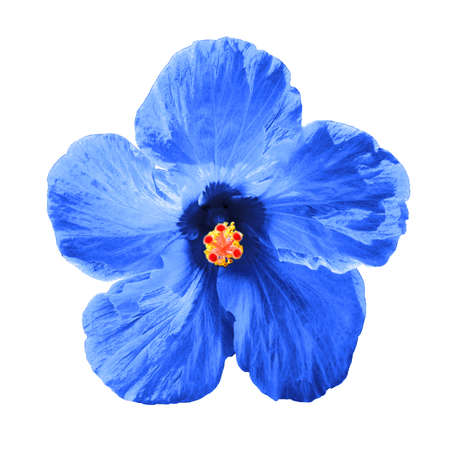 Blue hibiscus syriacus flower isolated on white background.  Chinese rose. Flat lay, top view. Macro objectの写真素材