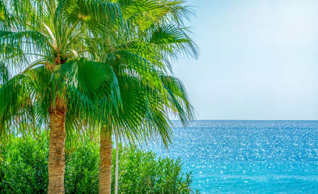 Palm tree and sea on blue sky background. Summer vacation concept. Vivid HDR photoの写真素材