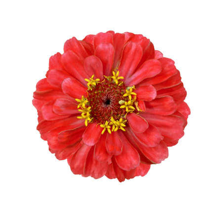 Surreal red Zinnia flower isolated on white. High detailed macro photoの写真素材