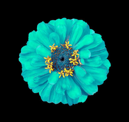 Surreal turquoise Zinnia flower isolated on black. High detailed macro photoの写真素材