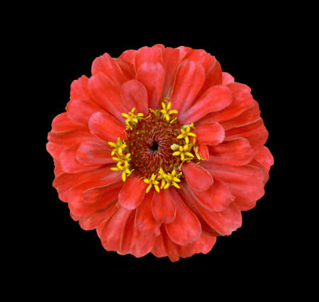 Surreal red Zinnia flower isolated on black. High detailed macro photoの写真素材