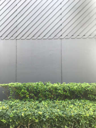 background texture from a grey wall with parallel horizontal decorated lines and green plants.The green bush and cement panels used as wall cover.の写真素材