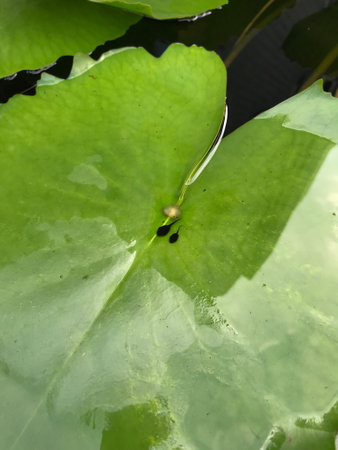 Green toad Bufotes viridis tadpoles. a flock of frog tadpoles on the surface at the edge of the...